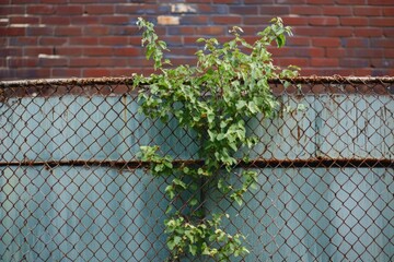 A tree is emerging and thriving as it grows through the gaps in the fence.