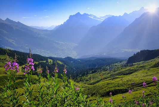 Epic views of distant Grindelwald Valley from Mannlichen to Kleine Scheidegg panorama hiking trail, along with  Swiss alps mountain peaks in Switzerland Bernese Oberland alpine area.
