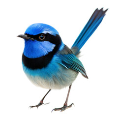 Fairy Wren AI Generated Image
