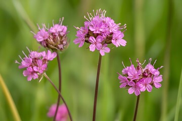 Fototapeta premium Closeup of Delicate Pink Wildflowers Blooming in Meadow