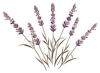 Fototapeta premium PNG Lavender flower plant grass.