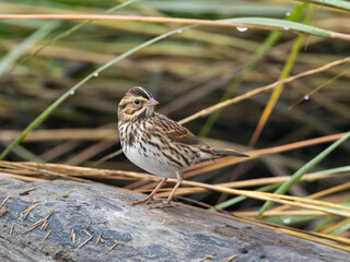 A close up of a Savannah Sparrow perched on a log