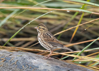 A side-on profile shot of a Savannah Sparrow perched on a log
