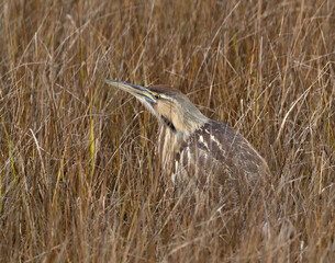 An American Bittern standing amongst dry sedge grass
