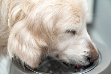 Golden retriever dog eating dry food and drink water from a bowl. living with a dog at home, pet concept. Delicious treat for your beloved pet. eats a portion of diet food. Caring for pets.
