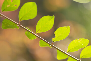 green leaves on a sunny day