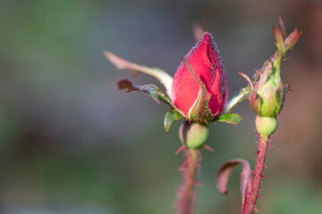 buds of a red rose