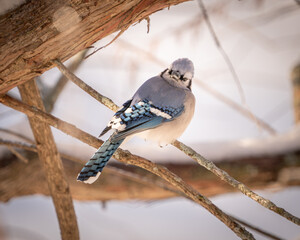 blue jay on a branch