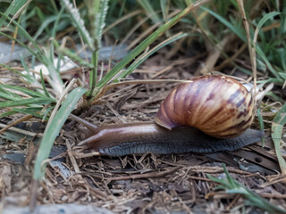 a snail walks in a garden full of grass