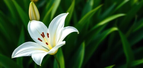 Obraz premium A pristine white lily blossom against a vibrant green backdrop, tranquility, wallpaper