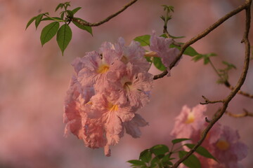Pink Trumpet (Tabebuia rosea, Pink Tecoma, Rosy Trumpet-tree) Beautiful flowers of Thailand in the Kasetsart University Kamphaeng Saen campus ,Thailand