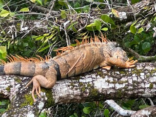 Lizard in Rio Dulce, Guatemala