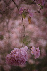 Pink Trumpet (Tabebuia rosea, Pink Tecoma, Rosy Trumpet-tree) Beautiful flowers of Thailand in the Kasetsart University Kamphaeng Saen campus ,Thailand