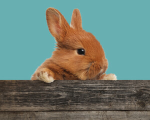 Cute fluffy bunny peeking out from wooden fence on turquoise background