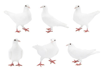 Fototapeta premium Beautiful dove isolated on white, collage of photos