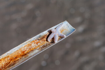 A rusty metal object with a starfish on it