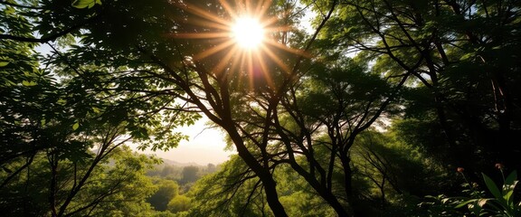Fototapeta premium Sun-drenched canopy, lush green undergrowth, dappled light, distant hills, canopy, wild, panorama