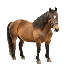 Obraz premium Beautiful Brown Shetland Pony with Black Mane and Feathered Legs Standing in Side View Isolated on Transparent and White Background