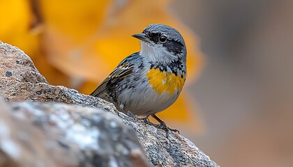 Naklejka premium Yellow-rumped bird perched on rock, autumn