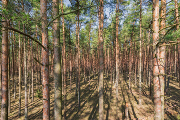 Pine tree trunks and branches in the park.