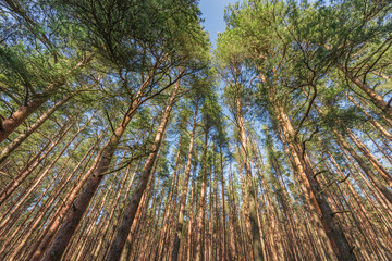 Pine tree trunks and branches..
