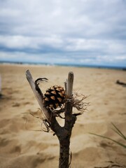 Obraz premium palm tree on the beach