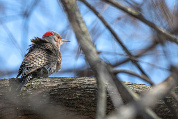 Northern flicker perched in a tree.