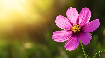 Fototapeta premium A close-up of a vibrant pink flower in soft sunlight, surrounded by green foliage, creating a serene and beautiful natural scene.