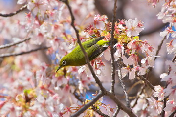 桜の蜜を吸うメジロ（大船フラワーセンターにて）