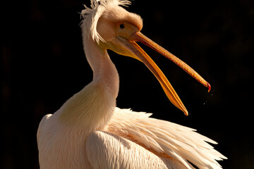 日本に移住したペリカン
