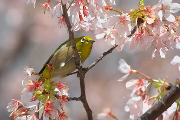桜の蜜を吸うメジロ（大船フラワーセンターにて）