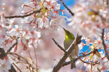 桜の蜜を吸うメジロ（大船フラワーセンターにて）