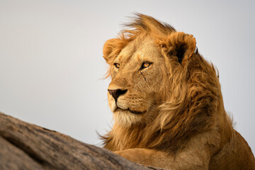 portrait of a magnificent male lion