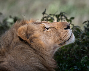 portrait of a magnificent male lion