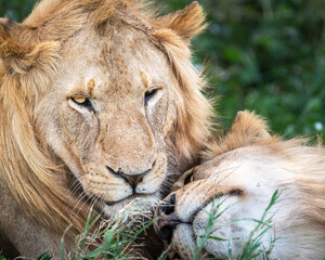 portrait of a magnificent male lion