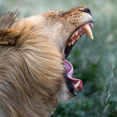 a male lion roaring in savannah