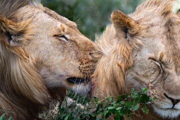 interation between two lion brothers