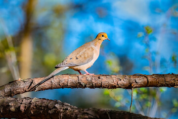 Mourning dove on tree limb