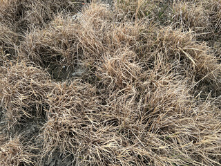 dry grass in the autumn forest