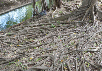 tree roots in mangrove forest