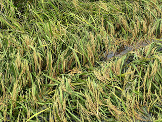 rice field in country Thailand