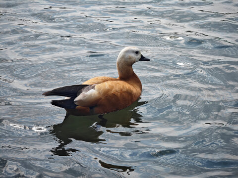a wild yellow duck floating on the lake in sunny day