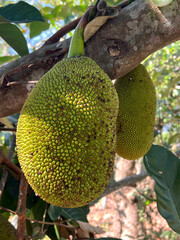 close up of ripe yellow jackfruit