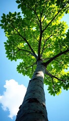 Fototapeta premium Branches of a tree stretching towards the sky, branches, tree