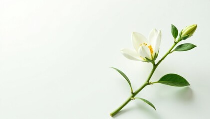Delicate green stem with small leaves isolated on white background, flower, stem