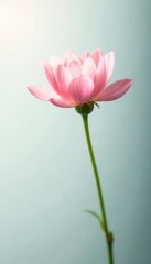 Obraz premium Soft focus on a single flower against a bright white background, floral, flowers, blossom