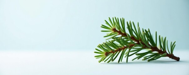 Obraz premium Single isolated sprig of fir on white surface, winter wonderland, isolation