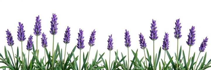 Naklejka premium Sprigs of lavender isolated on white background, greenery, nature, flowers