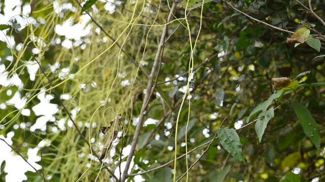 Cuscuta or Dodder plant. It is a genus species of yellow, orange,or red &nbsp;parasitic plants. Its can be identified by its thin stems appearing leafless,with the&nbsp;leaves&nbsp;reduced to minute scales. Amarbel.