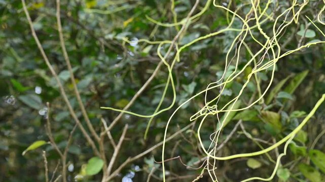 Cuscuta or Dodder plant. It is a genus species of yellow, orange,or red &nbsp;parasitic plants. Its can be identified by its thin stems appearing leafless,with the&nbsp;leaves&nbsp;reduced to minute scales. Amarbel.